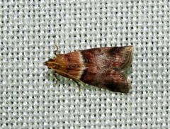 Acrobasis repandana