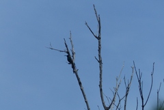 Nectarinia famosa famosa