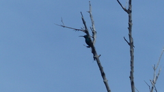 Nectarinia famosa famosa