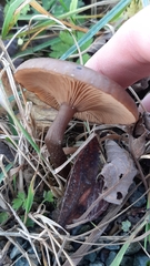 Pseudoclitocybe cyathiformis