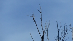 Nectarinia famosa famosa