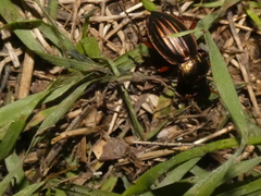 Carabus auratus