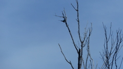 Nectarinia famosa famosa