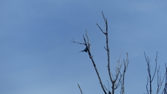 Nectarinia famosa famosa