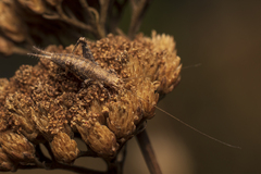 Arachnocephalus vestitus