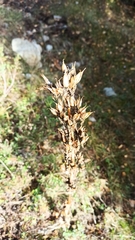 Gentiana lutea