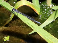 Pseudagrion furcigerum