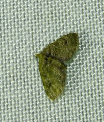Chloroclystis v-ata