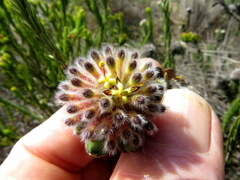 Leucospermum truncatulum