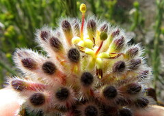 Leucospermum truncatulum