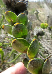 Leucospermum truncatulum