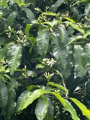 Tabernaemontana ventricosa