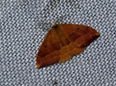 Watsonalla cultraria