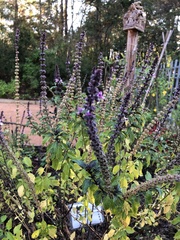 Ocimum