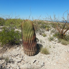 Ferocactus diguetii