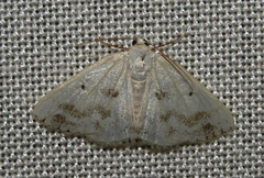 Lomographa temerata
