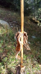 Gentiana lutea