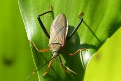 Notobitus meleagris