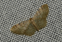 Idaea fuscovenosa