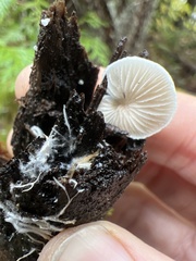 Crepidotus variabilis