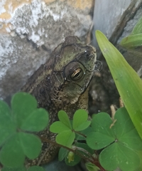 Rhinella dorbignyi