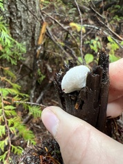 Crepidotus variabilis