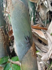 Notobitus meleagris