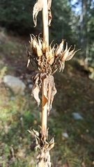 Gentiana lutea