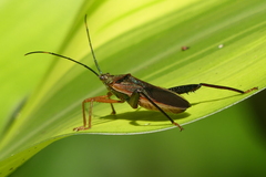 Notobitus meleagris