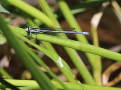Pseudagrion kersteni