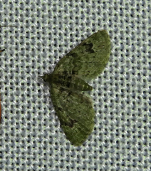 Chloroclystis v-ata