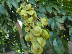 Terminalia arjuna