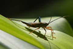 Notobitus meleagris