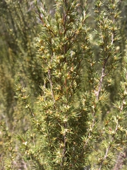 Cliffortia tuberculata