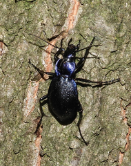 Carabus problematicus