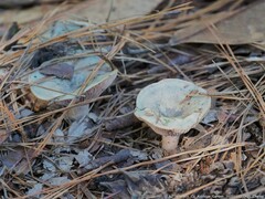 Lactarius chelidonium