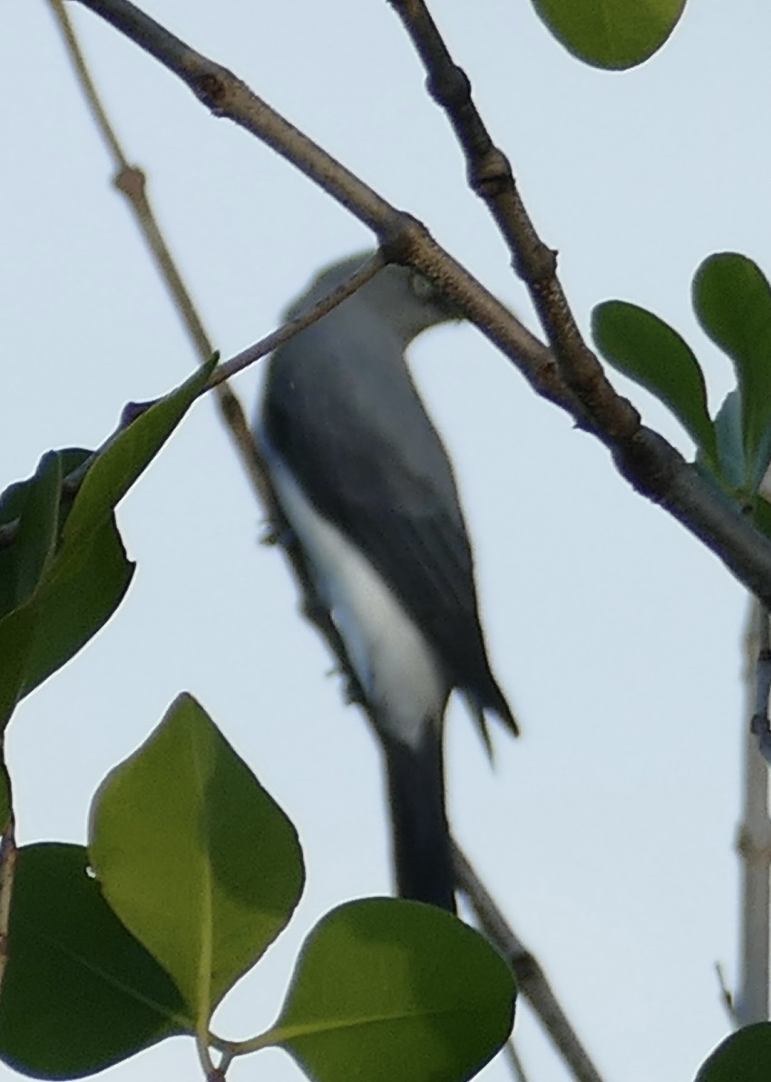 White-rumped Cuckooshrike (Coracina leucopygia), photo 4