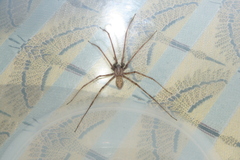 Tegenaria