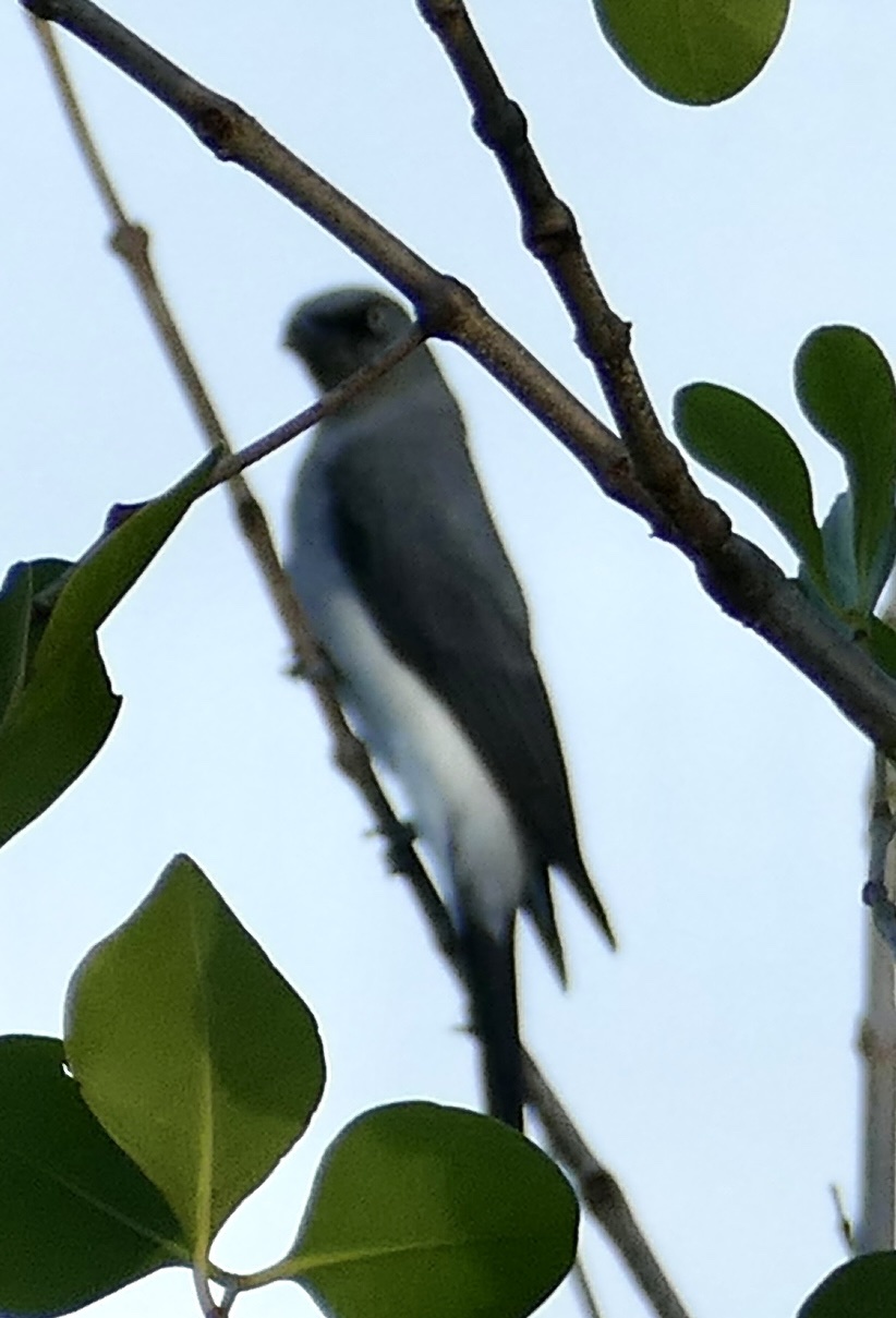 White-rumped Cuckooshrike (Coracina leucopygia), photo 5