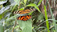 Eresia phillyra phillyra