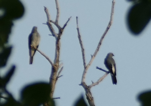 White-rumped Cuckooshrike (Coracina leucopygia), photo 10
