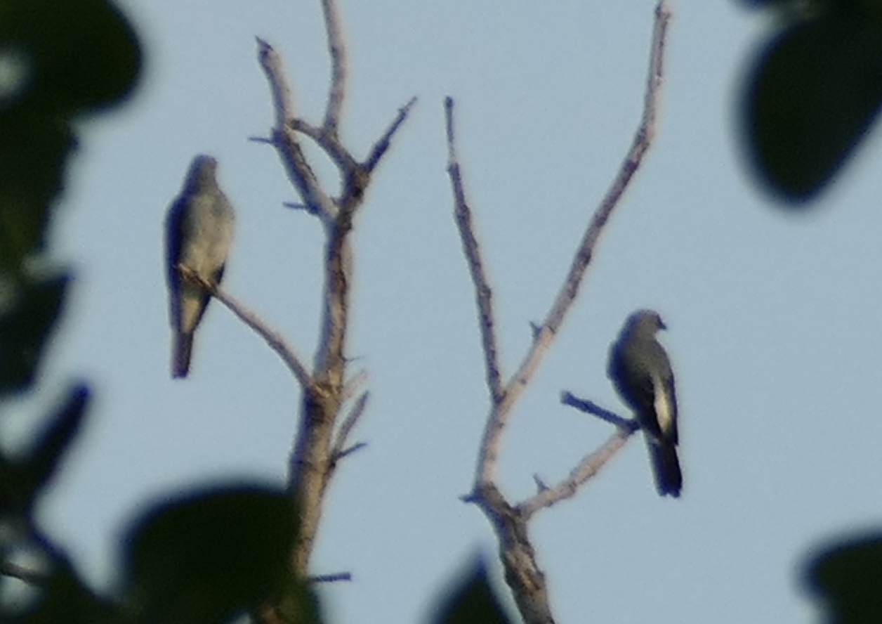 White-rumped Cuckooshrike (Coracina leucopygia), photo 6