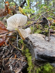 Marasmius