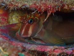 Ophioblennius steindachneri