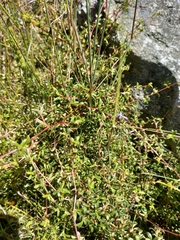 Cliffortia ferruginea