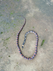 Oxyrhopus petolarius