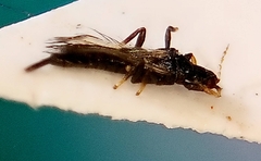Klambothrips