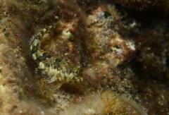 Aidablennius sphynx