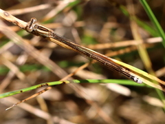 Pseudagrion kersteni