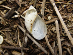 Succinea putris